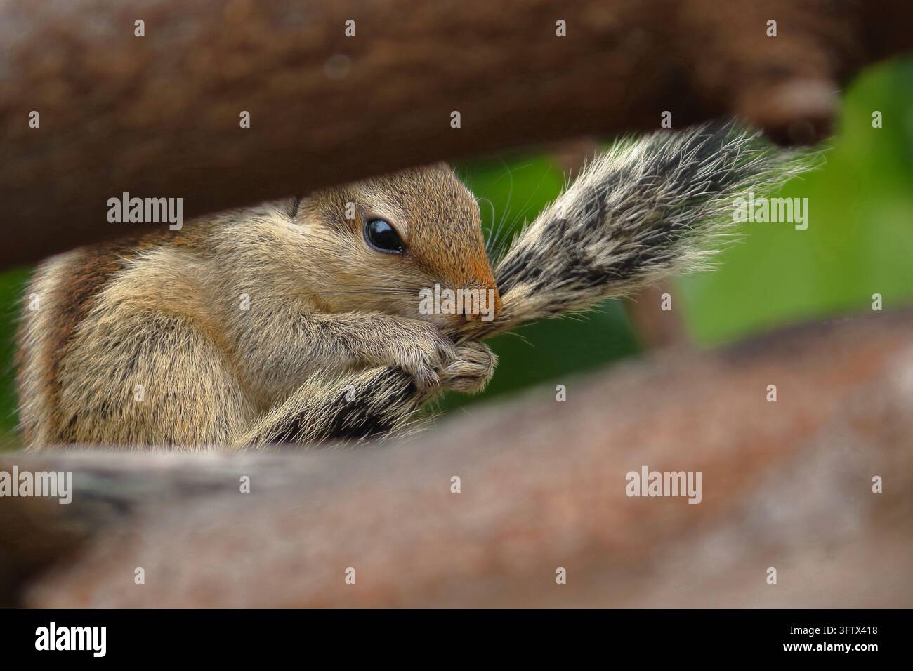 bella immagine di uno scoiattolo che rosicchia la propria coda. È uno scatto chiaro della fauna selvatica che mostra lo scoiattolo che sbircia tra gli alberi. Foto Stock