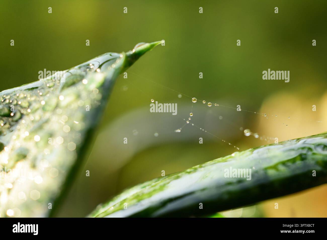 Piccole goccioline appese a una ragnatela dopo la pioggia Foto Stock