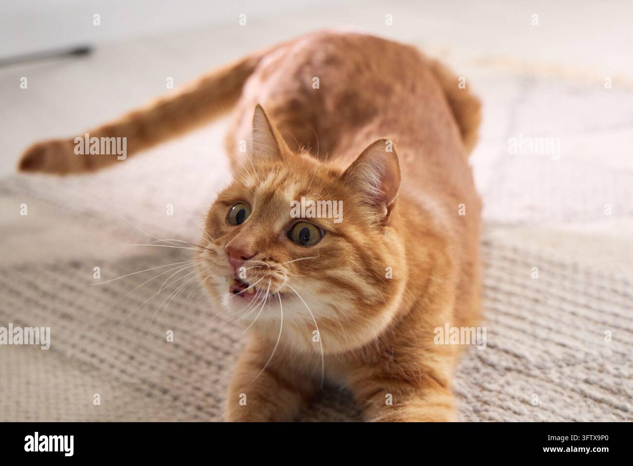 Gatto tigrato zenzero che guarda in alto con la bocca aperta in un interno luminoso. Un volto espressivo crea un ritratto commerciale vivace di un animale domestico. Foto Stock