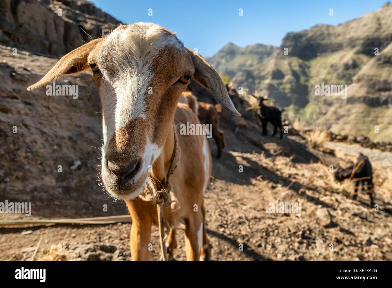Capra curiosa che guarda la telecamera nelle montagne di Santo Antao Foto Stock