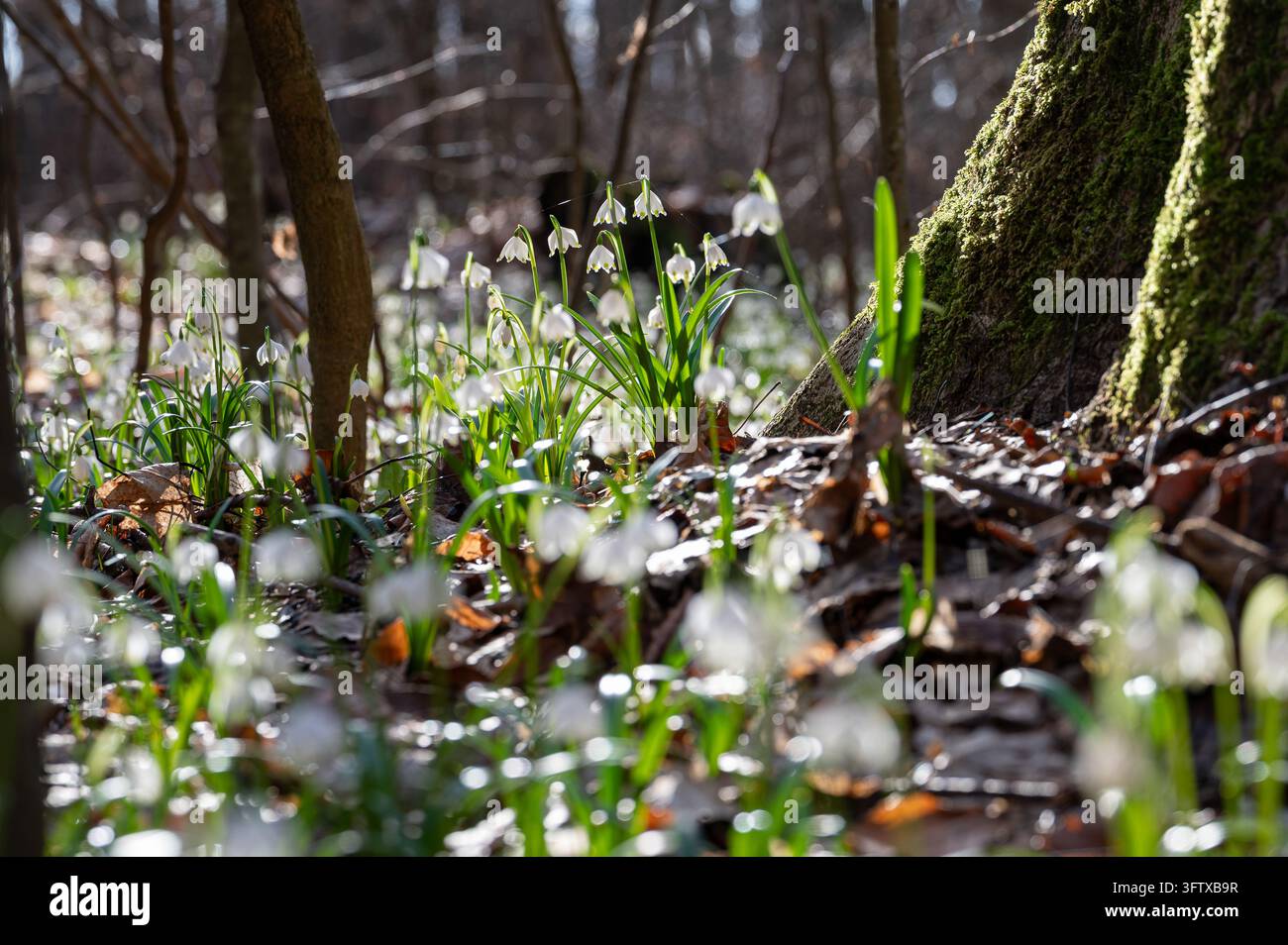 Fiori traslucidi bianchi a forma di fiocco di neve primaverili accanto alla base di un albero coperto di muschio, con una sottile ragnatela che attraversa i fiori superiori e un primo piano dolcemente sfocato. Foto Stock