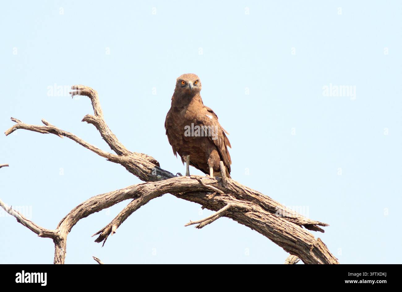 Aquila serpente marrone che guarda direttamente nella fotocamera Foto Stock