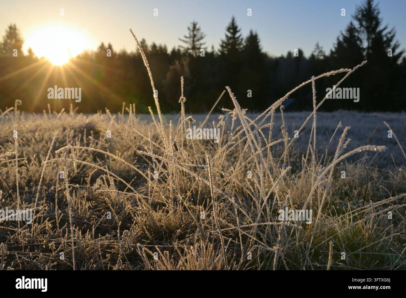 Ravvicinare l'erba congelata in inverno Foto Stock