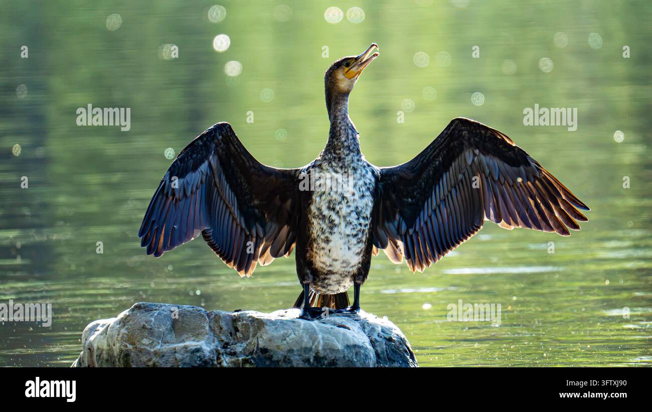 Un giovane cormorano bianco si trova su una roccia in un lago illuminato dal sole, con le ali aperte per asciugarsi e la testa sollevata, illuminato di dietro contro l'acqua verde morbida Foto Stock