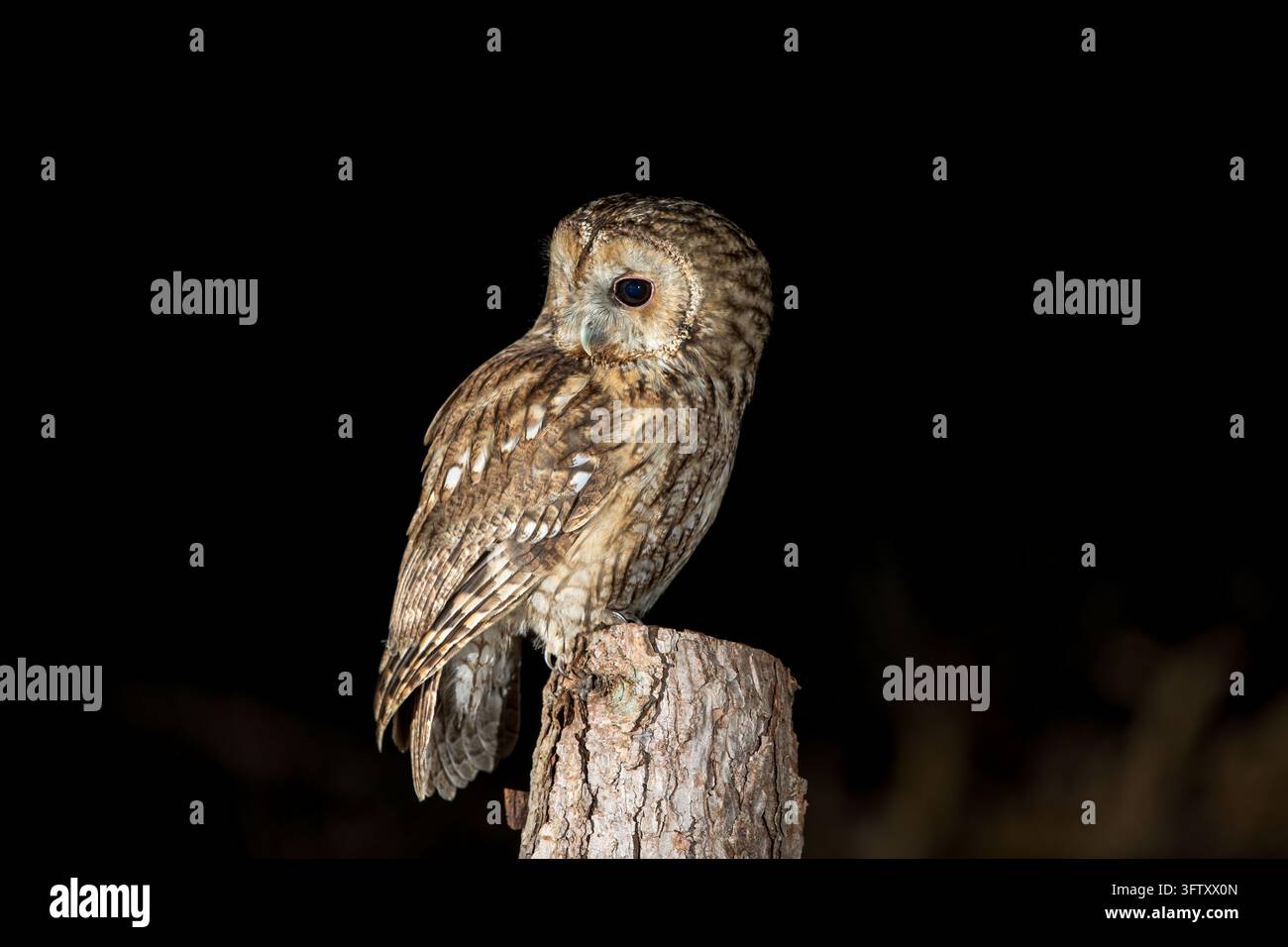 Un gufo selvatico dalle penne marroni si appollaia con precisione sulla cima frastagliata di un ceppo d'albero eroso, girando la testa per guardare con allerta nel cielo notturno scuro. Foto Stock
