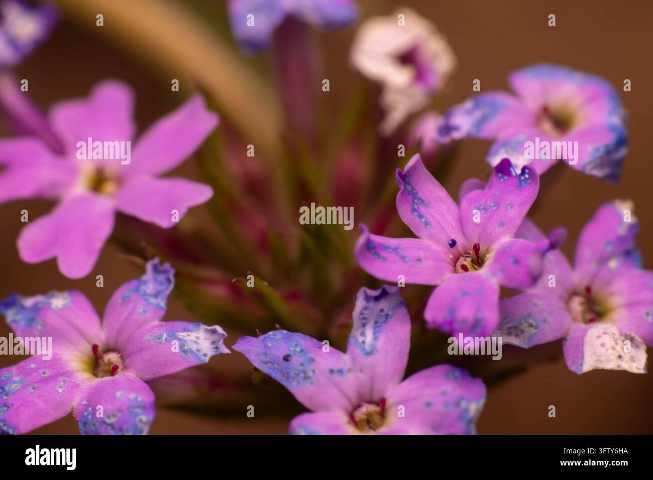 Petali rosa morbidi con macchie viola sbocciano delicatamente. Piccoli centri gialli attirano l'occhio verso fiori vivaci. Steli verdi sottili sostengono il gruppo di f Foto Stock