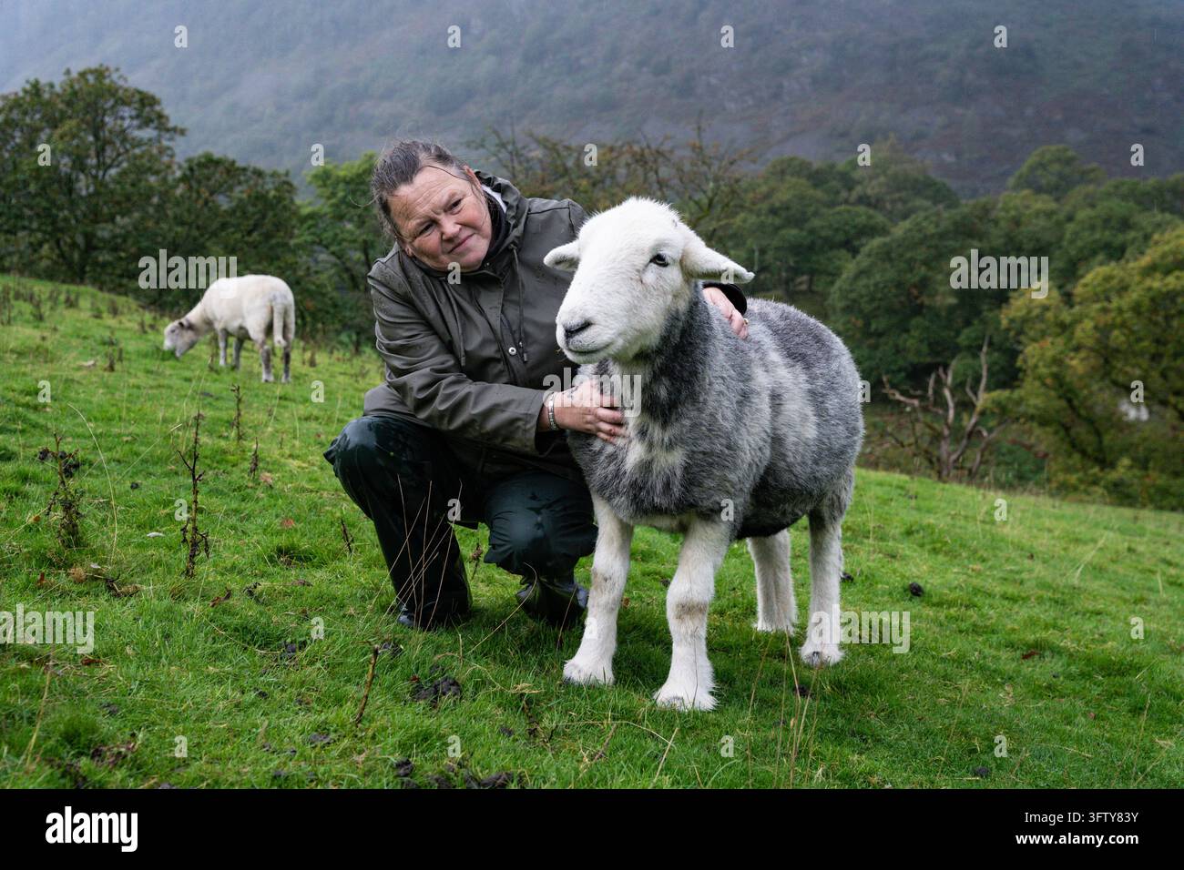 Persona accovacciata accanto a una pecora Herdwick su una collina verdeggiante nel Lake District, con colline brumose e alberi sullo sfondo. Foto Stock