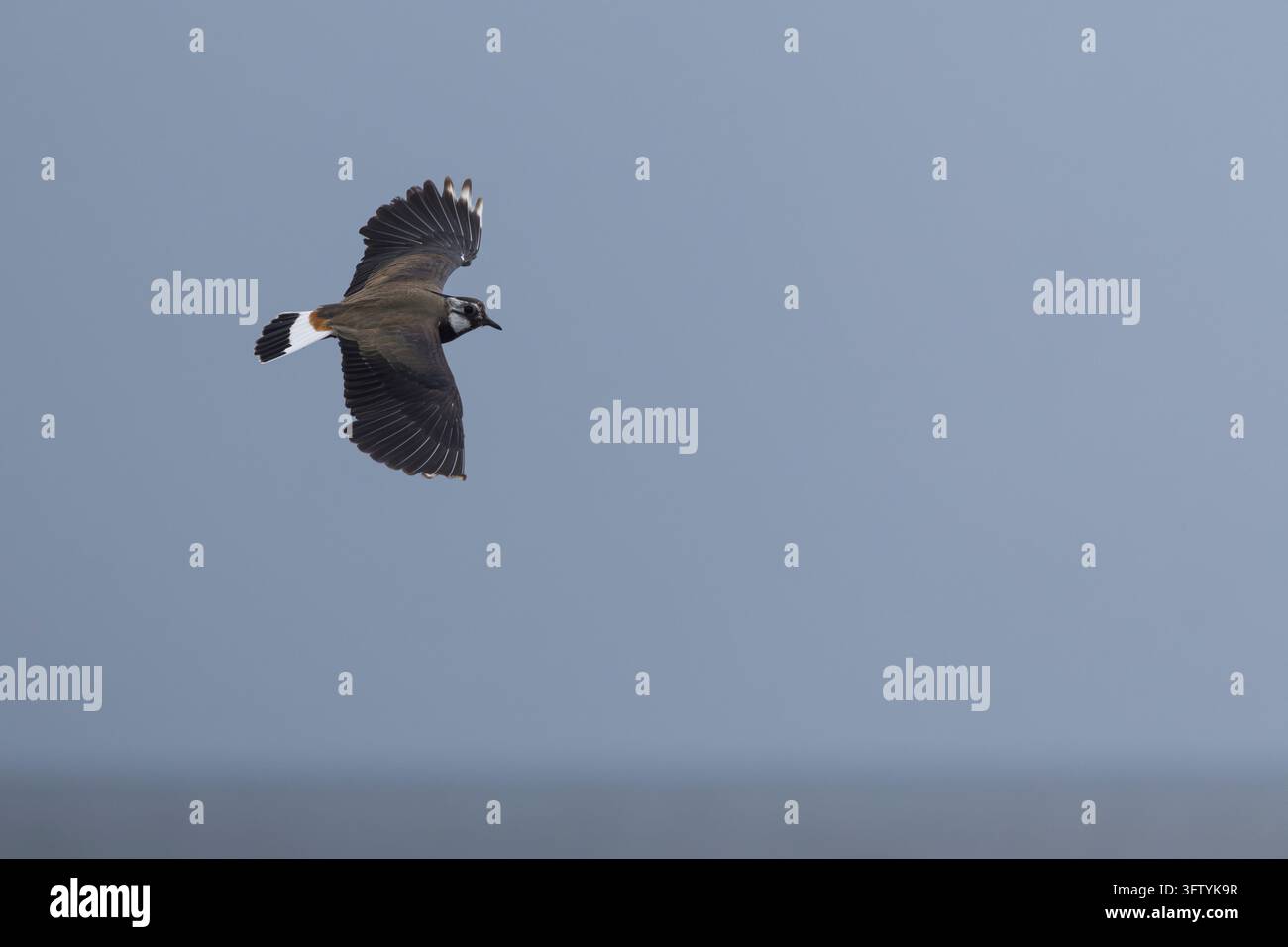 Chiovacco, volo, volante, immagine in volo, Vanellus vanellus, chiovacco, chiovacco settentrionale, pivier, pivier, tuit, tew-it, pivier verde, pyewipe, volante, volo, L Foto Stock