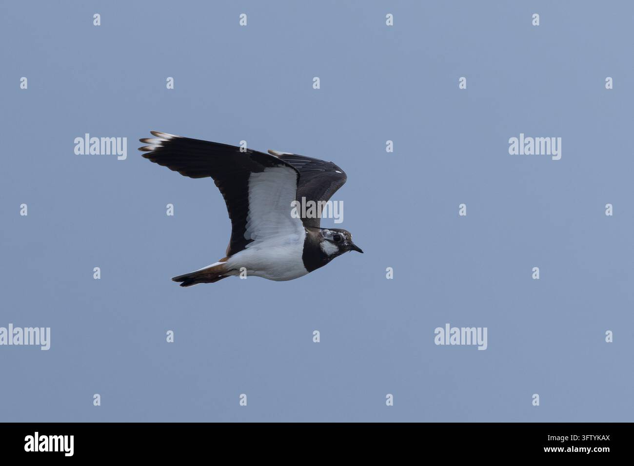 Chiovacco, volo, volante, immagine in volo, Vanellus vanellus, chiovacco, chiovacco settentrionale, pivier, pivier, tuit, tew-it, pivier verde, pyewipe, volante, volo, L Foto Stock