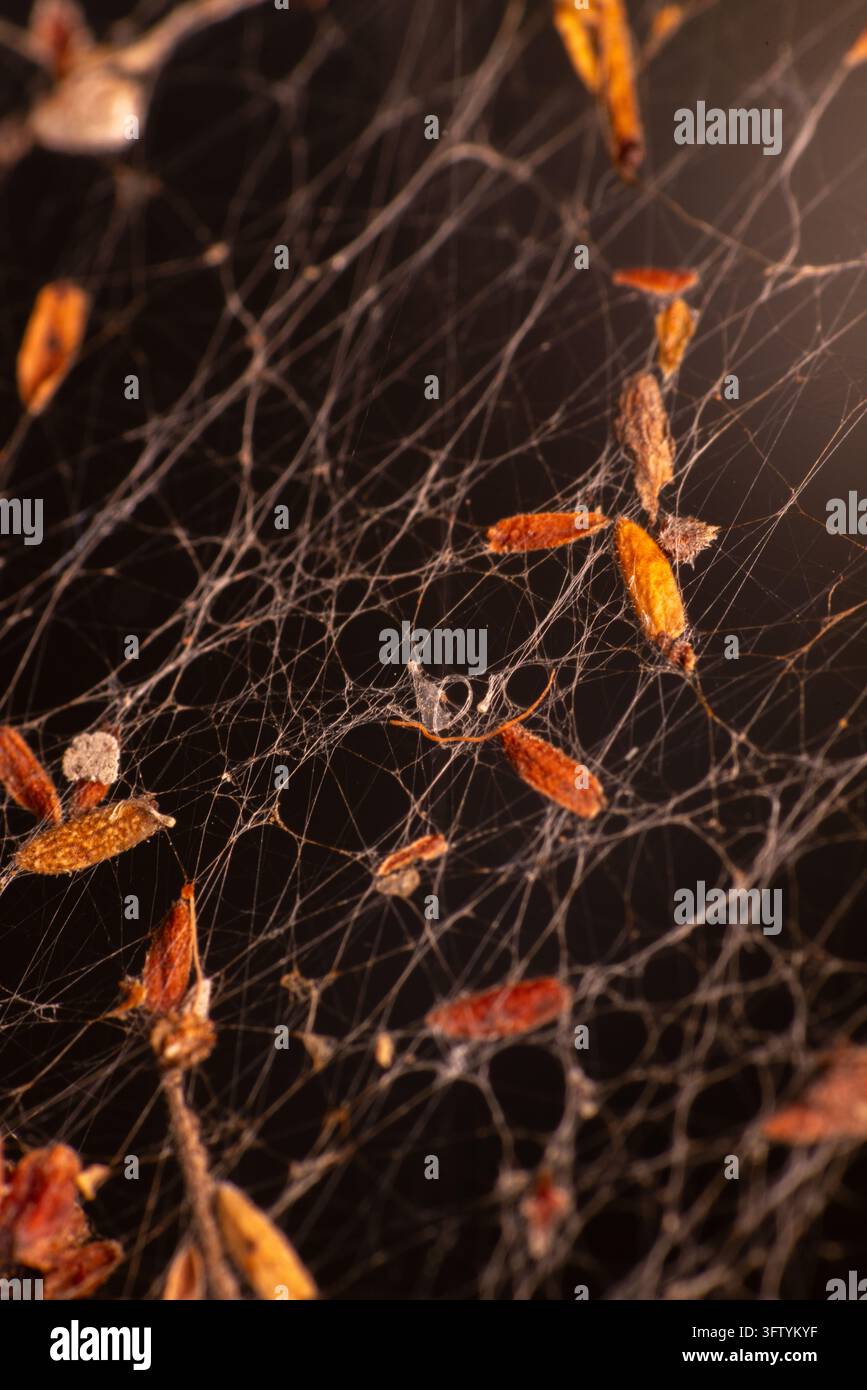 Il dark web risplende dolcemente su uno sfondo profondo e ombroso. Foglie arancioni fluttuano dolcemente attraverso i sottili fili intrecciati. Un piccolo ragno riposa al centro, mo Foto Stock