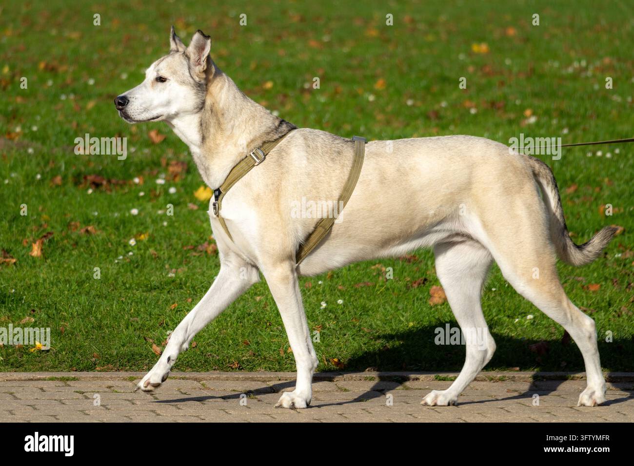 Cane incrociato Husky di colore chiaro che cammina al guinzaglio nel parco Foto Stock