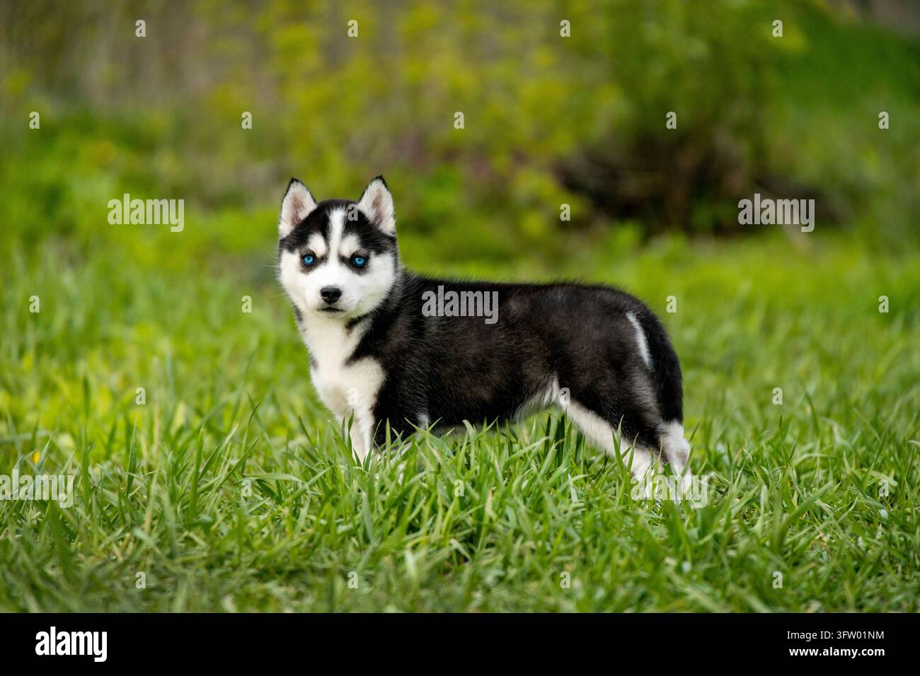 Cucciolo di Husky siberiano in piedi di profilo sull'erba Foto Stock