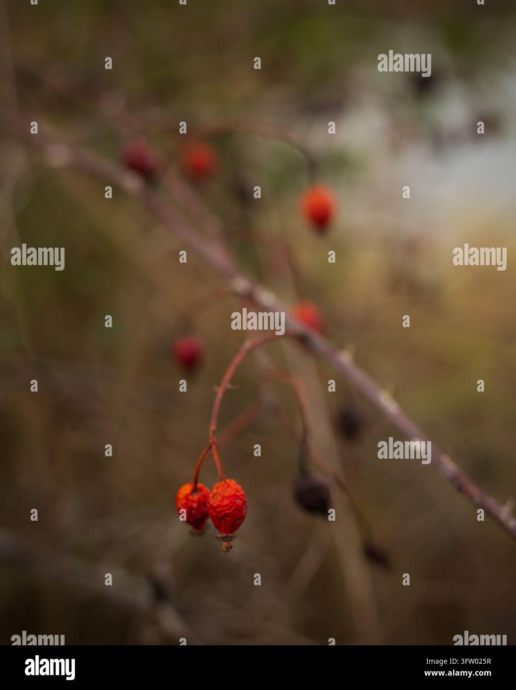 Bacche di rosa rossa rugose appese da un ramo spinoso in autunno con sfondo sfocato morbido Foto Stock