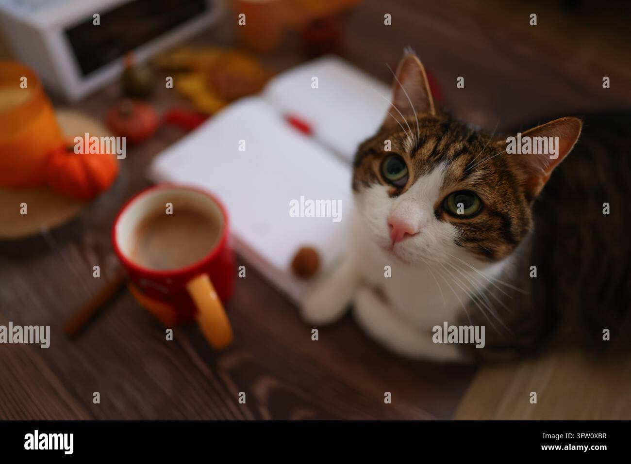 Accogliente scena autunnale con gatto, quaderno e candela, ideale per contenuti su journaling, prevenzione del burnout e equilibrio mentale. Foto Stock