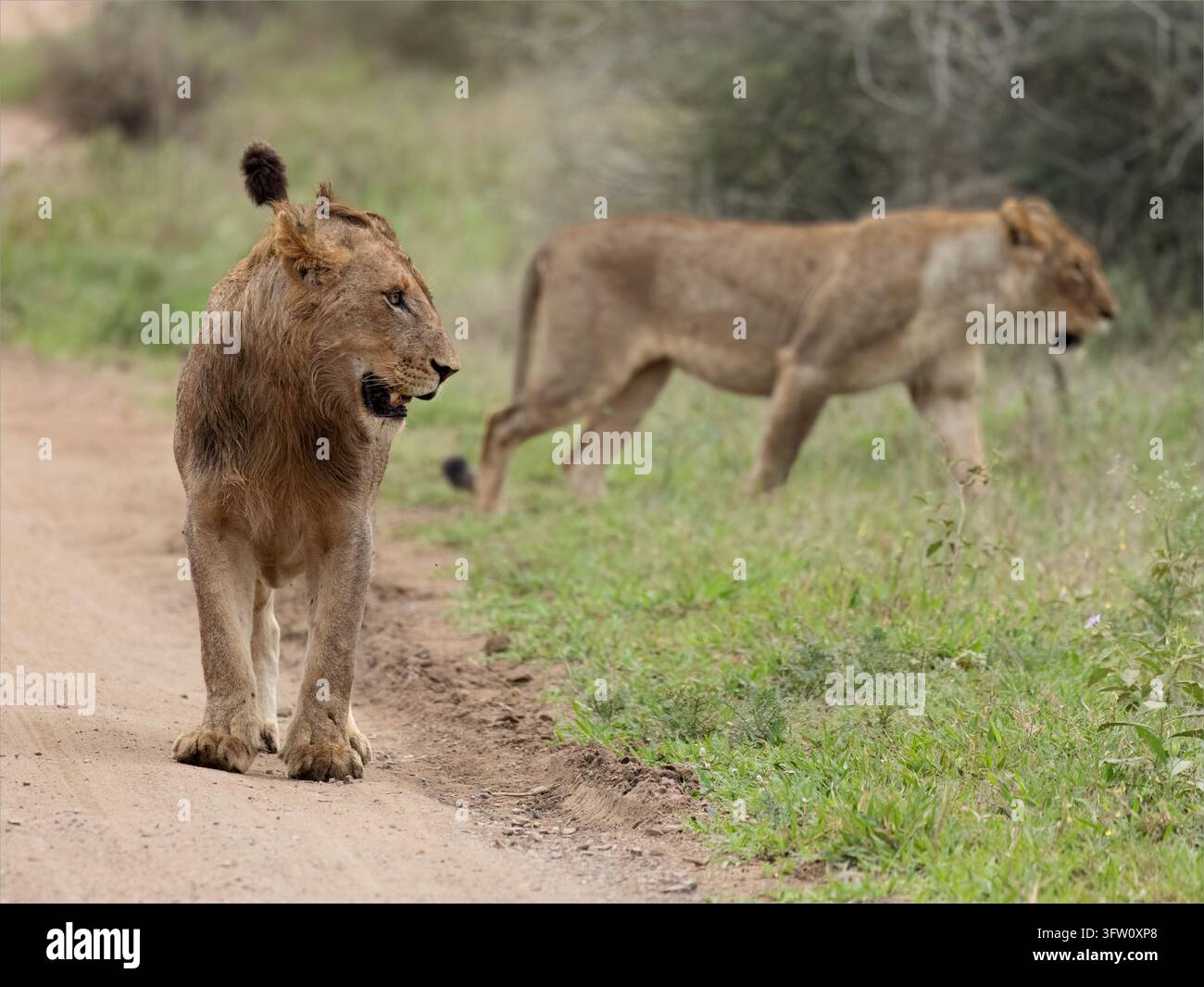 Giovane leone maschio e leonessa in allerta nel Parco Nazionale del Kruger, Mpumalanga, Sudafrica. Foto Stock