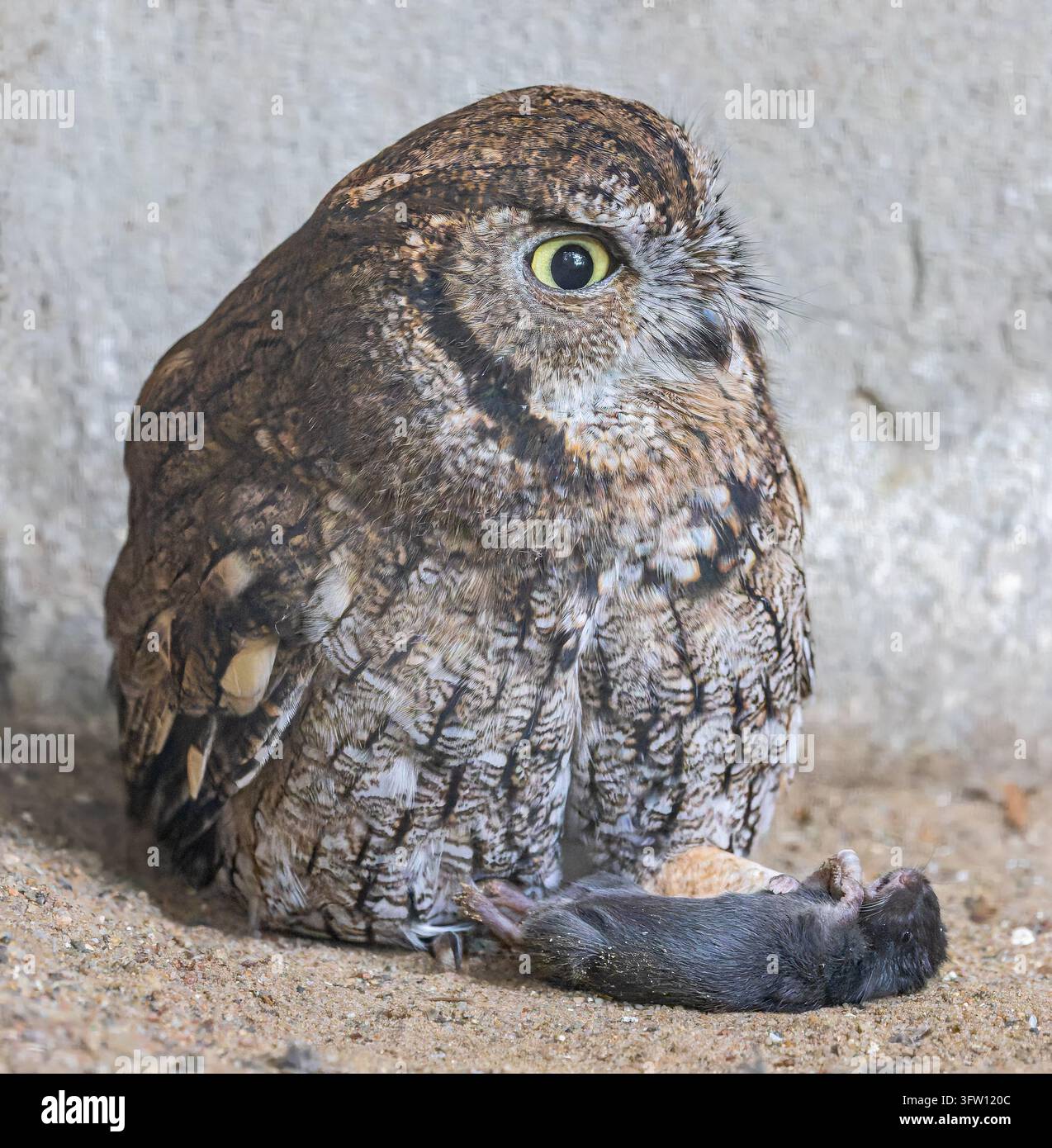 Prima vista di un gufo striato occidentale (Megascops kennicottii) con la preda Foto Stock
