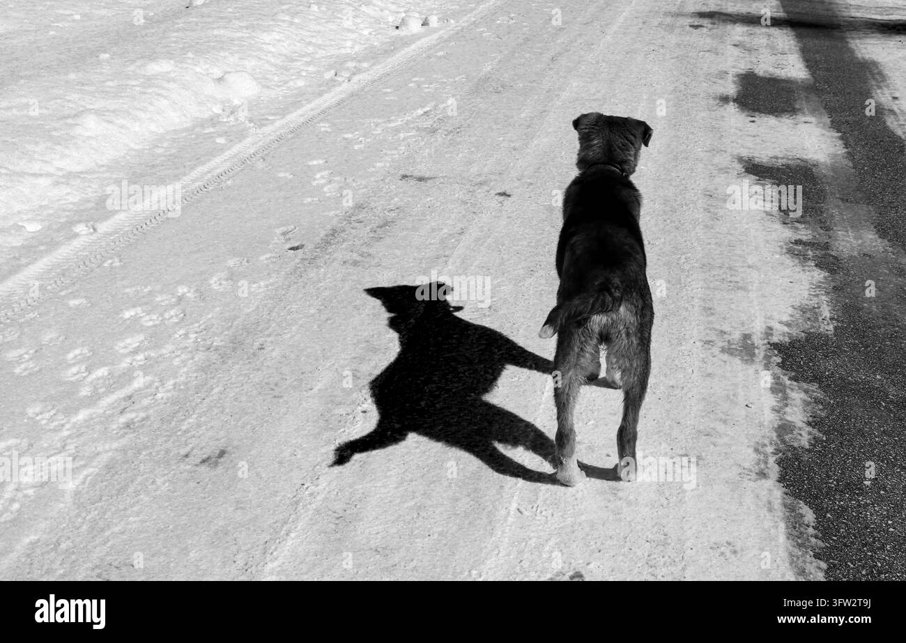 Scatto in bianco e nero ad alto contrasto di un cane in piedi su una strada innevata con un'ombra drammatica e netta Foto Stock