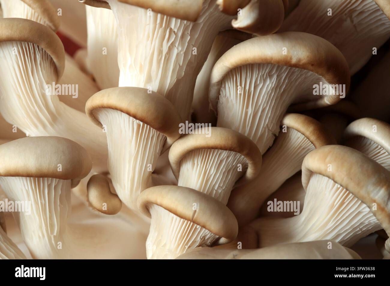 Funghi ostrica primo piano sfondo Foto Stock