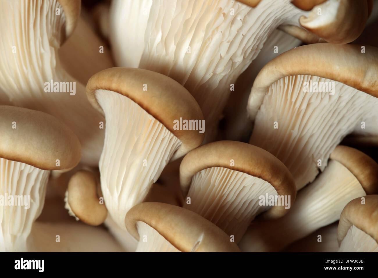Funghi ostrica primo piano sfondo Foto Stock