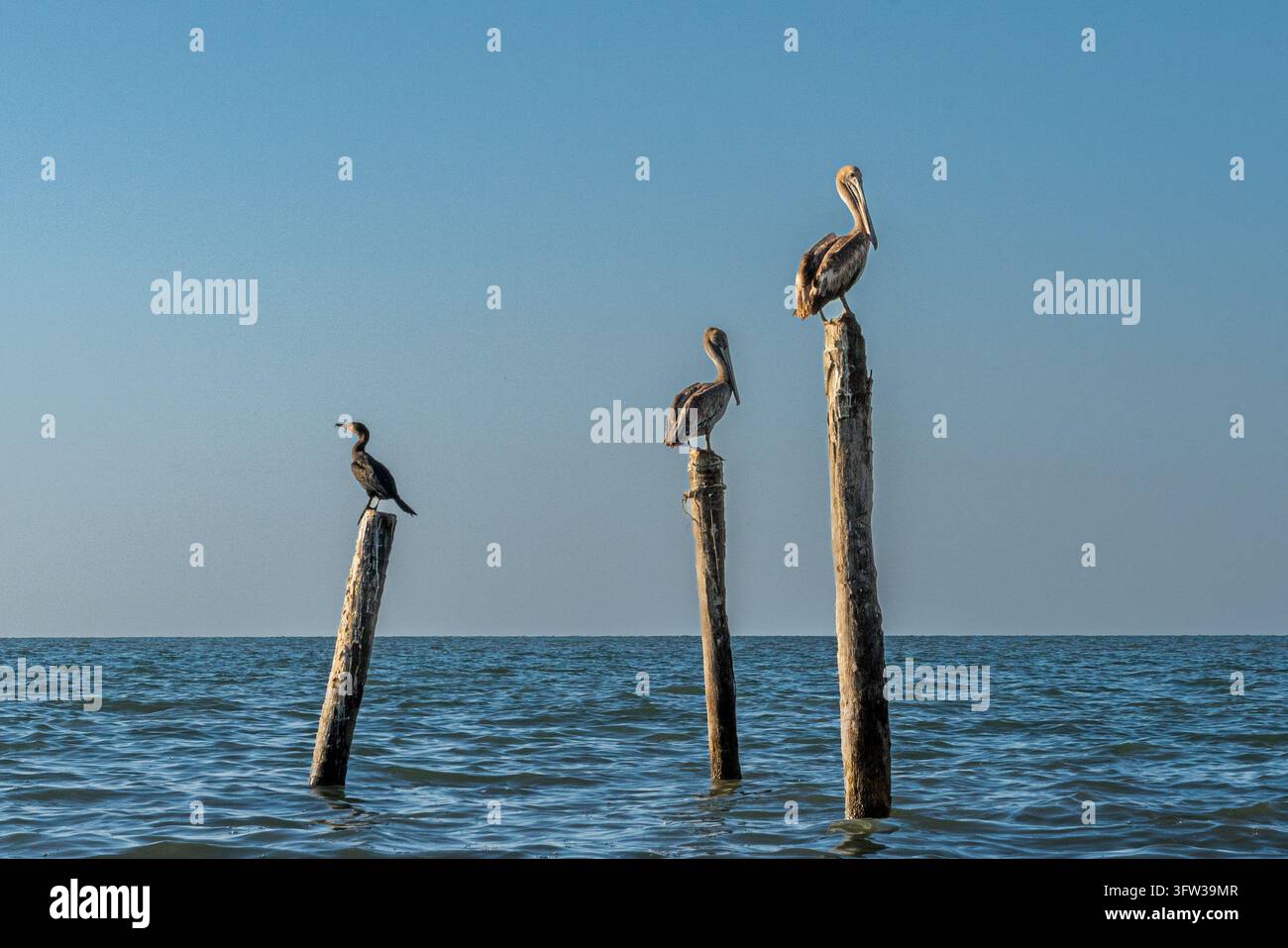 Peli cani marroni e un cormorano appollaiati su pali di legno nel mare, Celestun Foto Stock