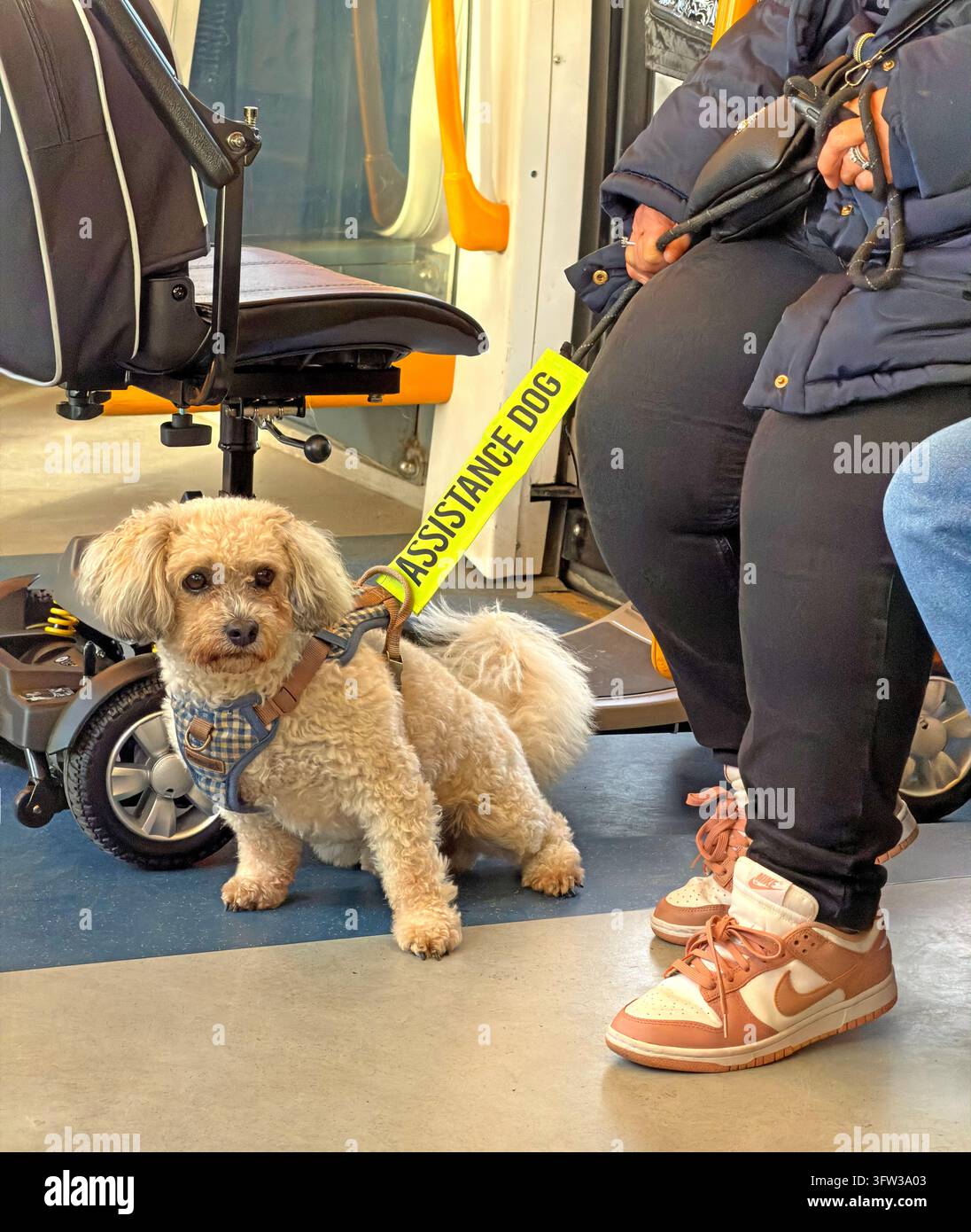 Piccolo cane da assistenza con guinzaglio giallo siede accanto a un passeggero su un tram di Blackpool nel Lancashire. Foto Stock