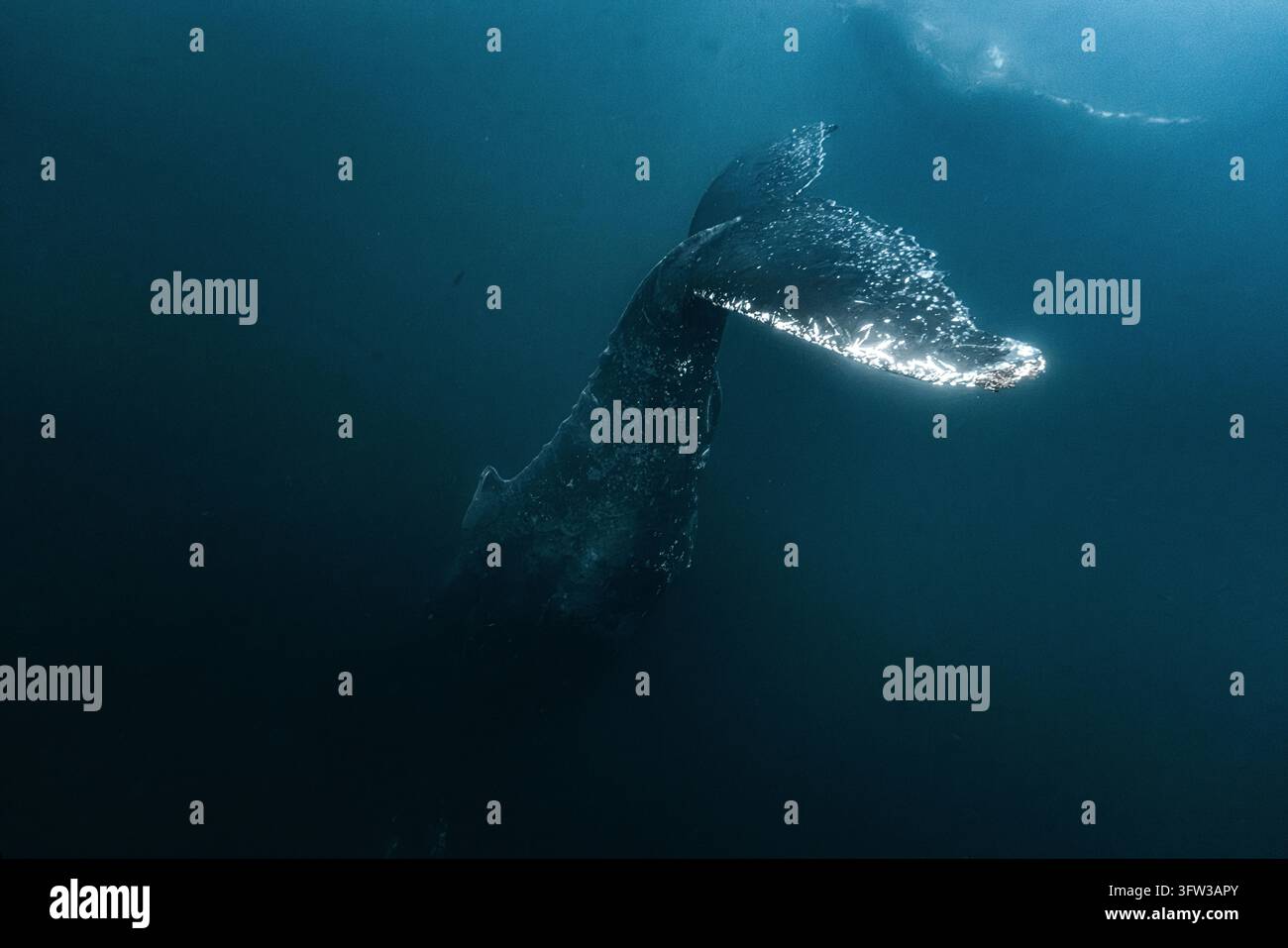 Coda di balena jubarte sott'acqua nel profondo blu dell'Oceano Indiano Foto Stock
