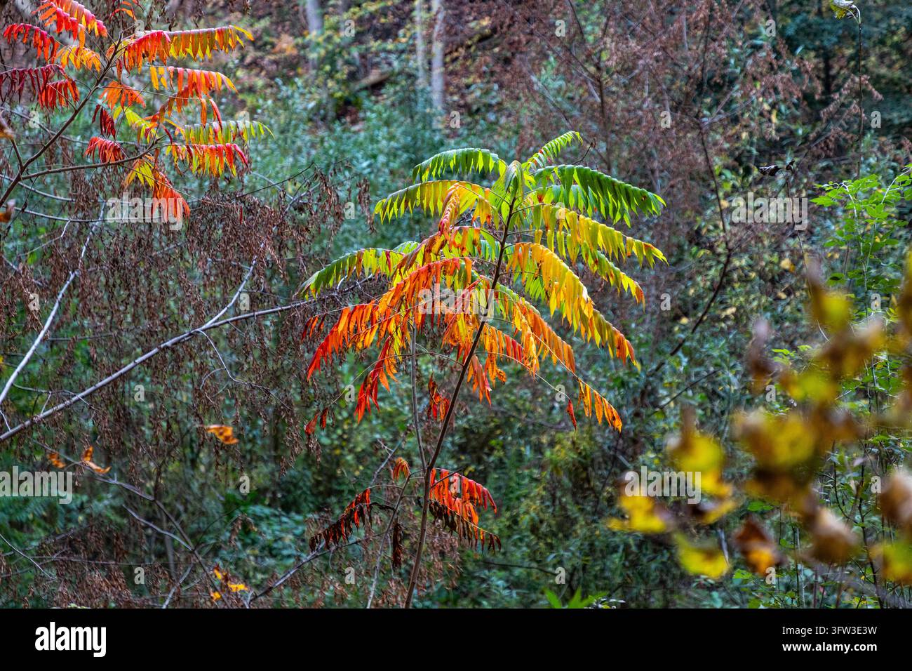 Sumac che si trasforma in brillanti colori autunnali. Foto Stock