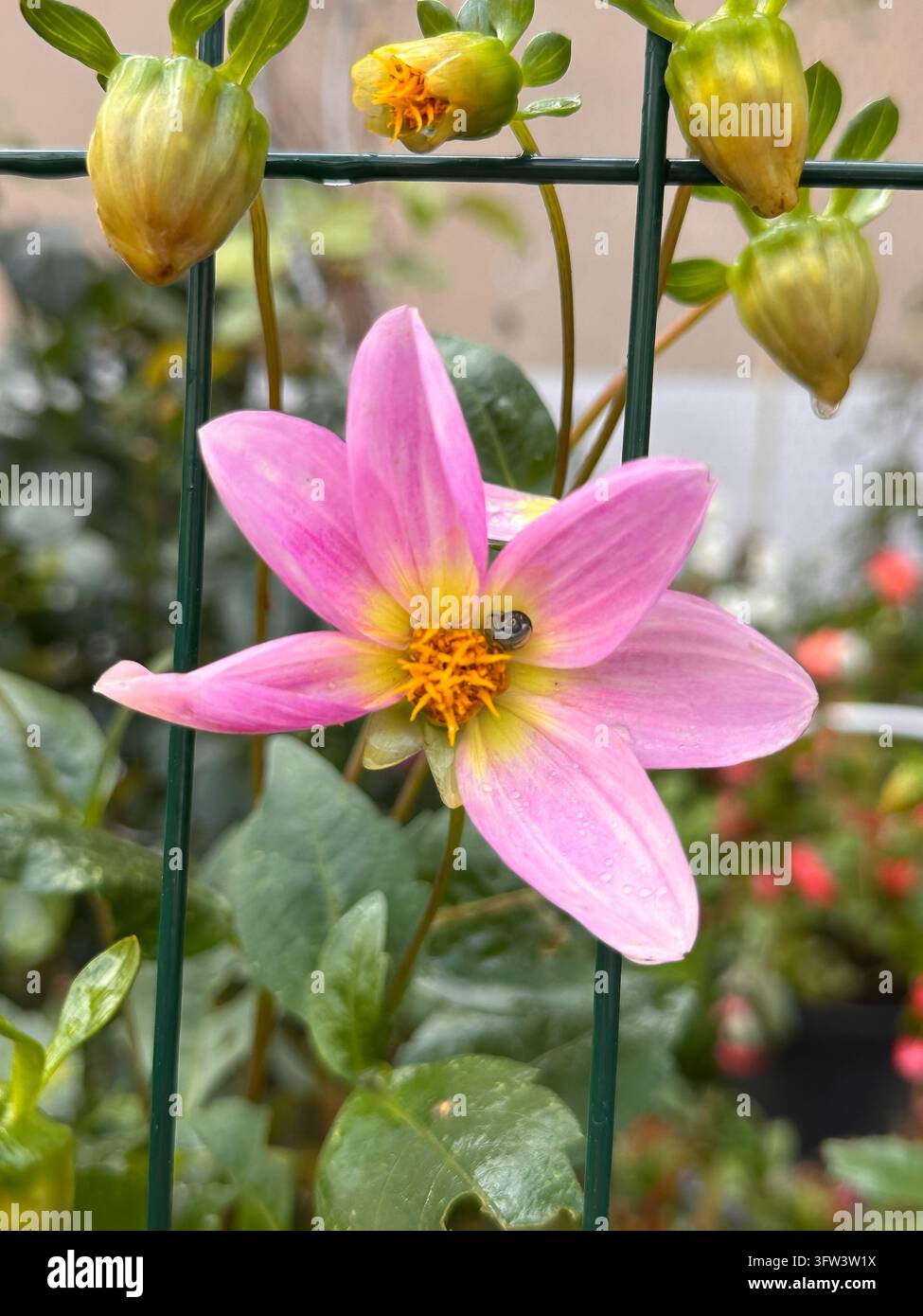 Fiore di dalia rosa con gocce d'acqua e una piccola lumaca sui petali in un giardino. - Immagine stock catturata con smartphone