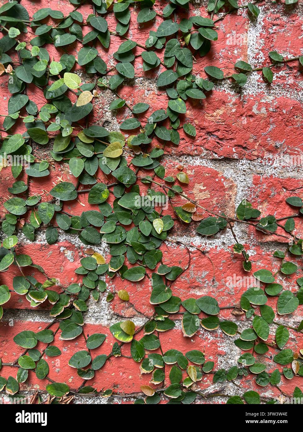 Edera rampicante verde su un muro di mattoni rossi, sfondo texture naturale. - Immagine stock catturata con smartphone