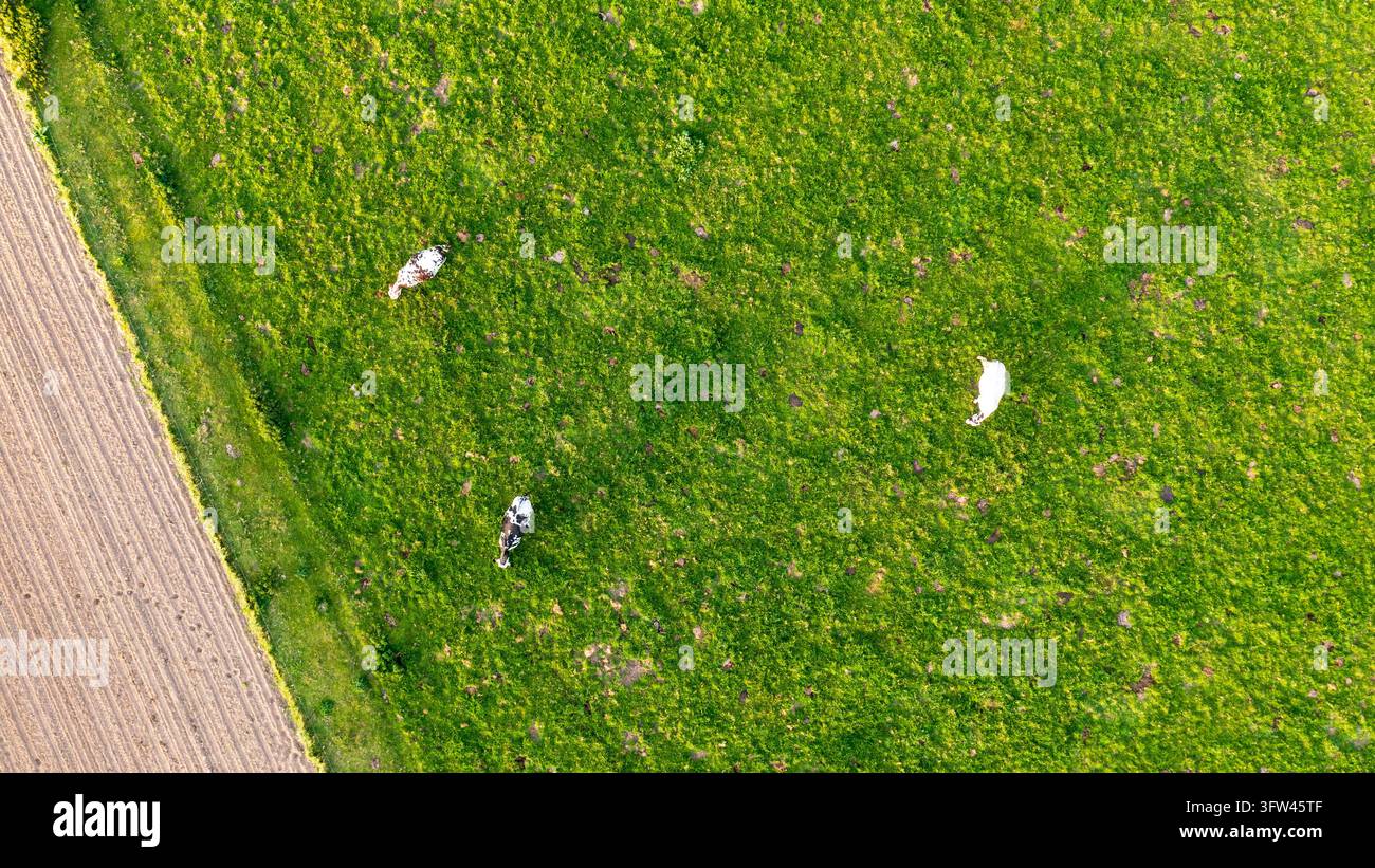 Diverse mucche pascono su un pascolo verde brillante accanto a un appezzamento agricolo arato in Normandia, visti dall'alto. Foto Stock