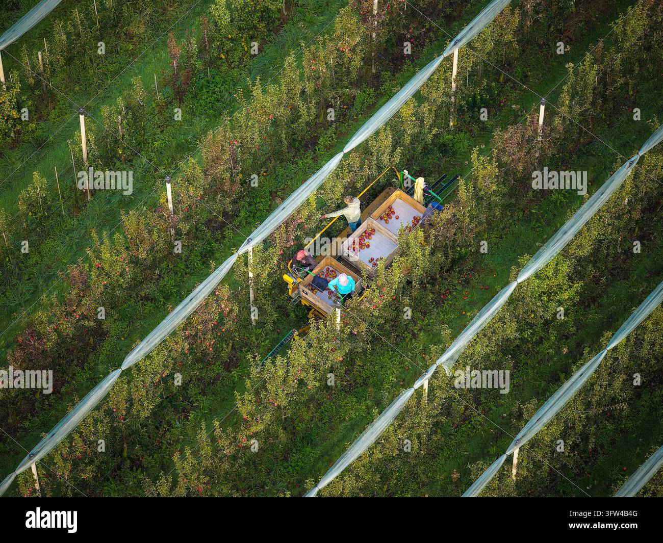 Due operai su una macchina da raccolta che raccolgono pere rosse (Regal Red) da file di alberi protetti da reti anti grandine in un frutteto agricolo, visti dall'alto a Ooltgensplaat, Paesi Bassi Foto Stock