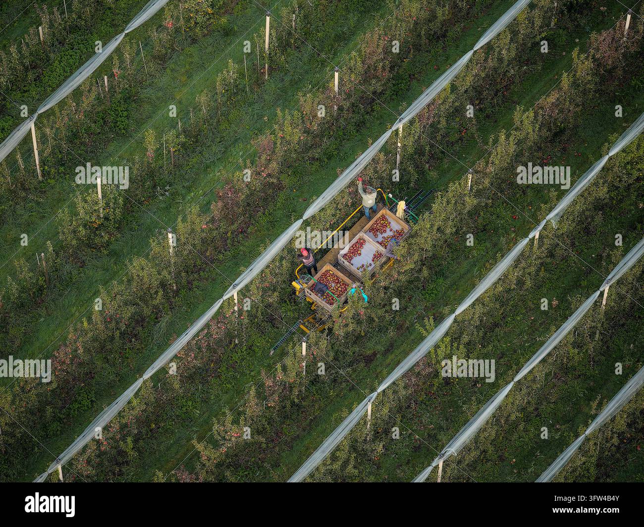 Lavoratori agricoli che raccolgono e raccolgono pere rosse (Regal Red) dagli alberi da frutto in un grande frutteto con reti antifulmine, mostrando l'agricoltura moderna e la produzione alimentare nei Paesi Bassi Foto Stock