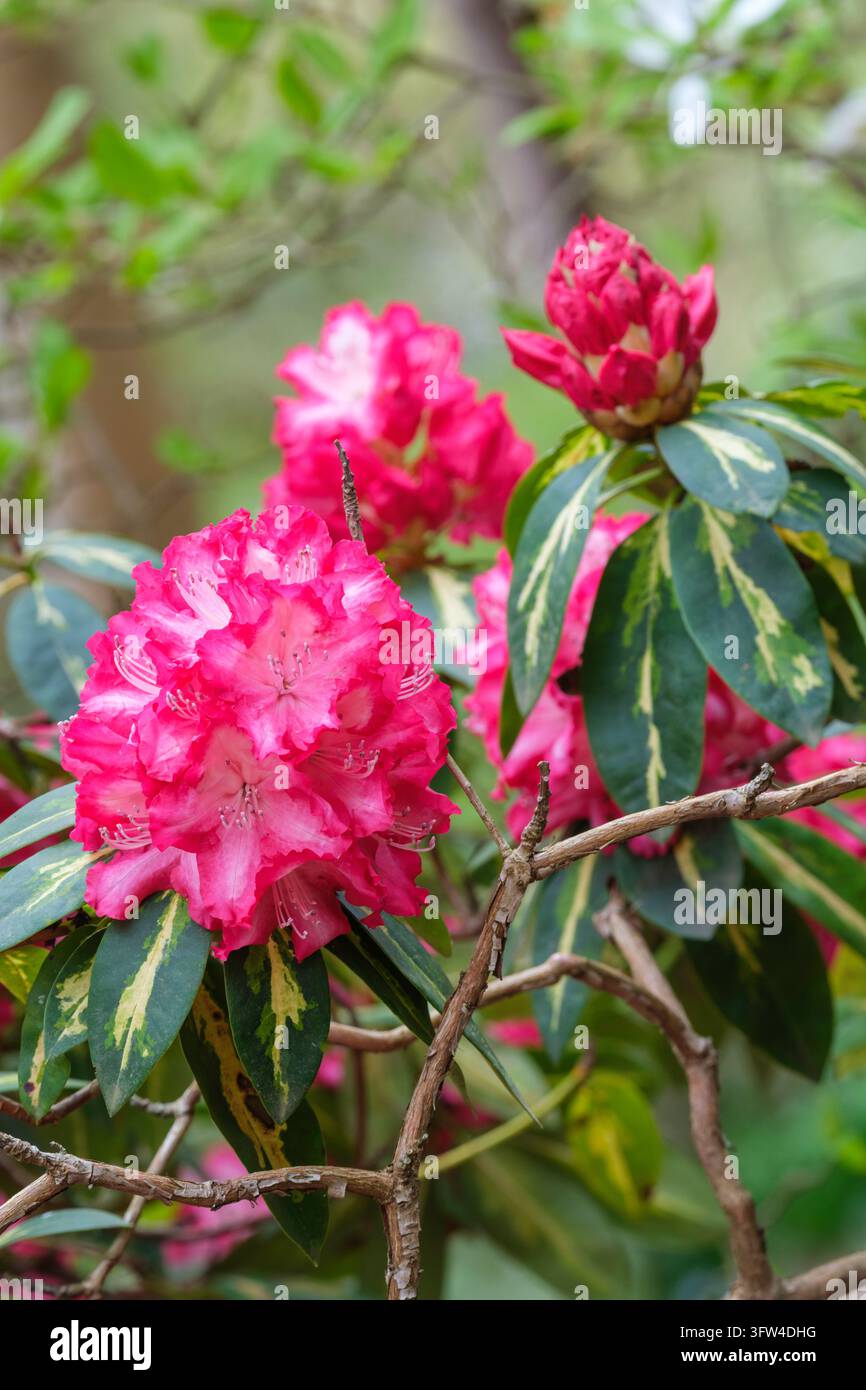 Rhododendro Presidente Roosevelt, grappoli conici di fiori rosso brillante, che sfumano nel bianco al centro Foto Stock