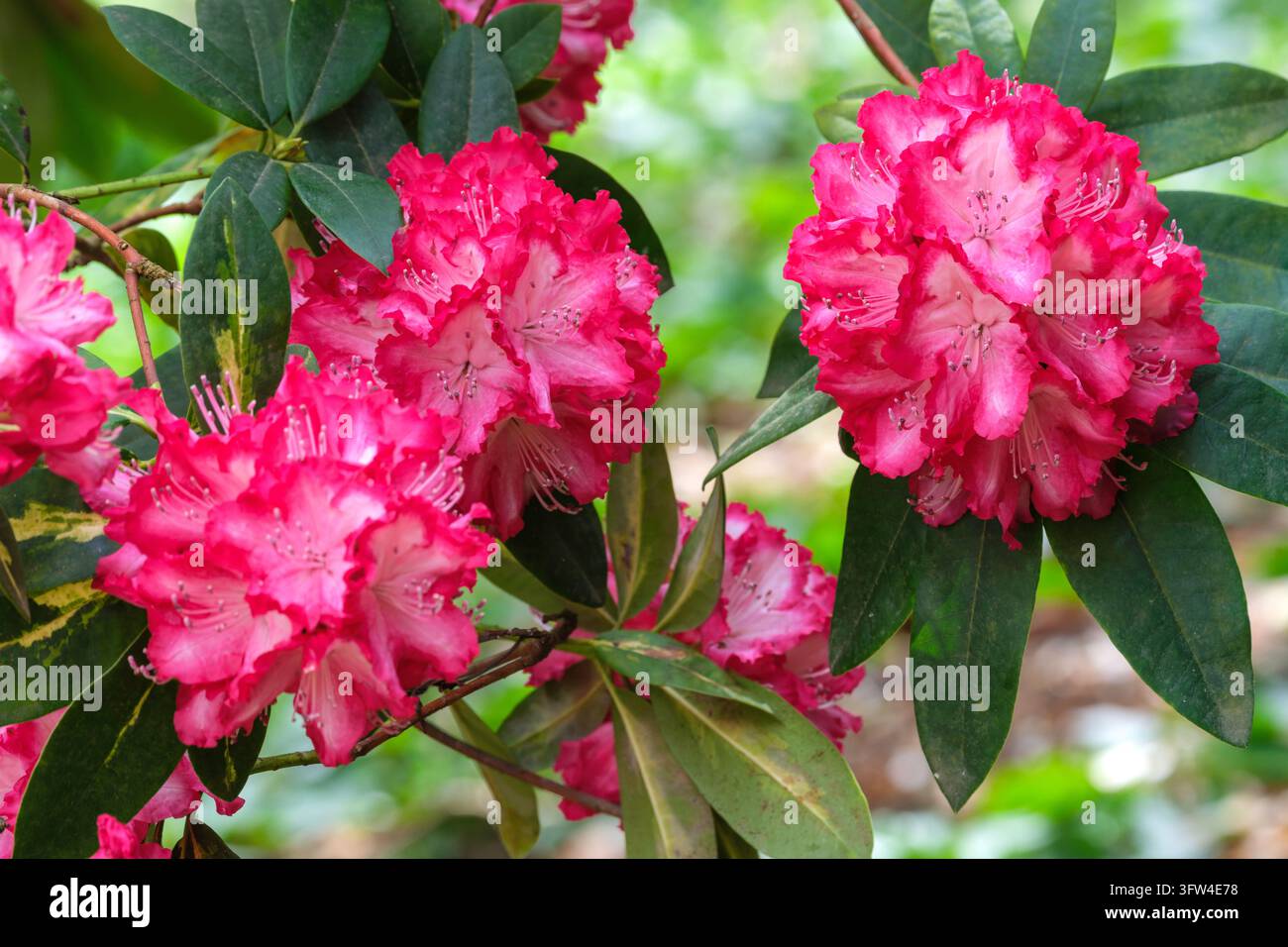 Rhododendro Presidente Roosevelt, grappoli conici di fiori rosso brillante, che sfumano nel bianco al centro Foto Stock