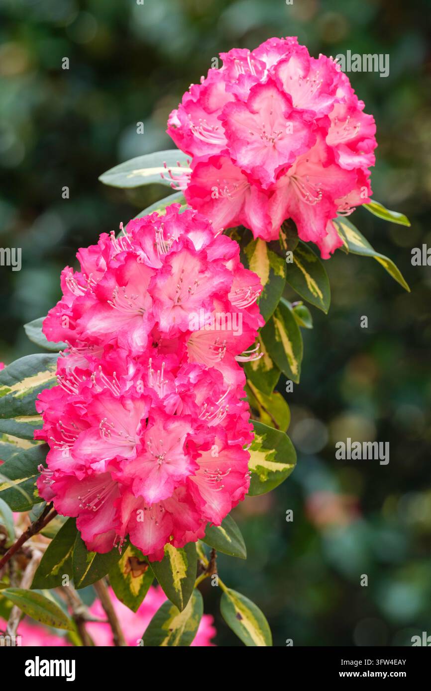 Rhododendro Presidente Roosevelt, grappoli conici di fiori rosso brillante, che sfumano nel bianco al centro Foto Stock