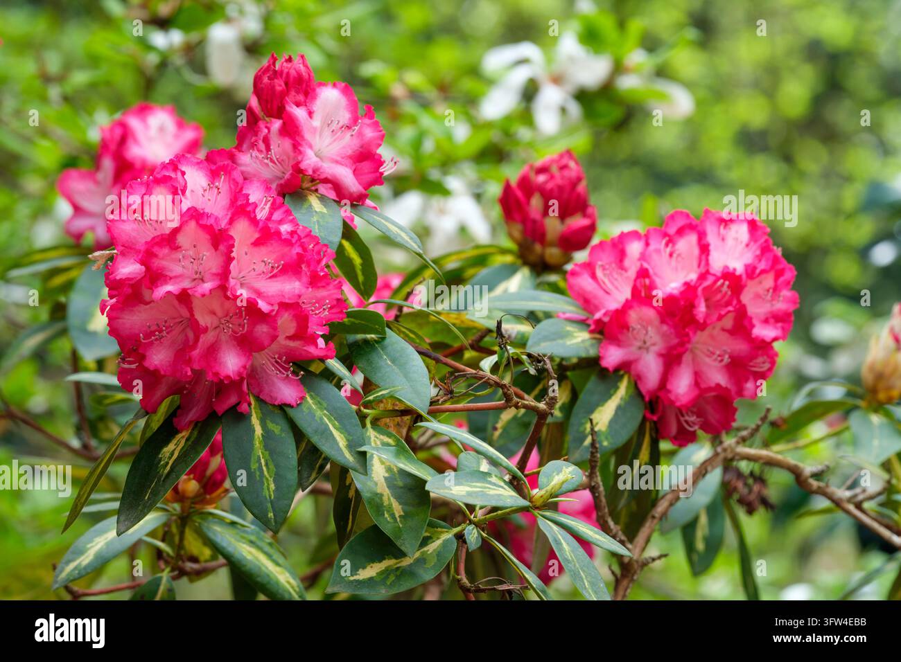 Rhododendro Presidente Roosevelt, grappoli conici di fiori rosso brillante, che sfumano nel bianco al centro Foto Stock