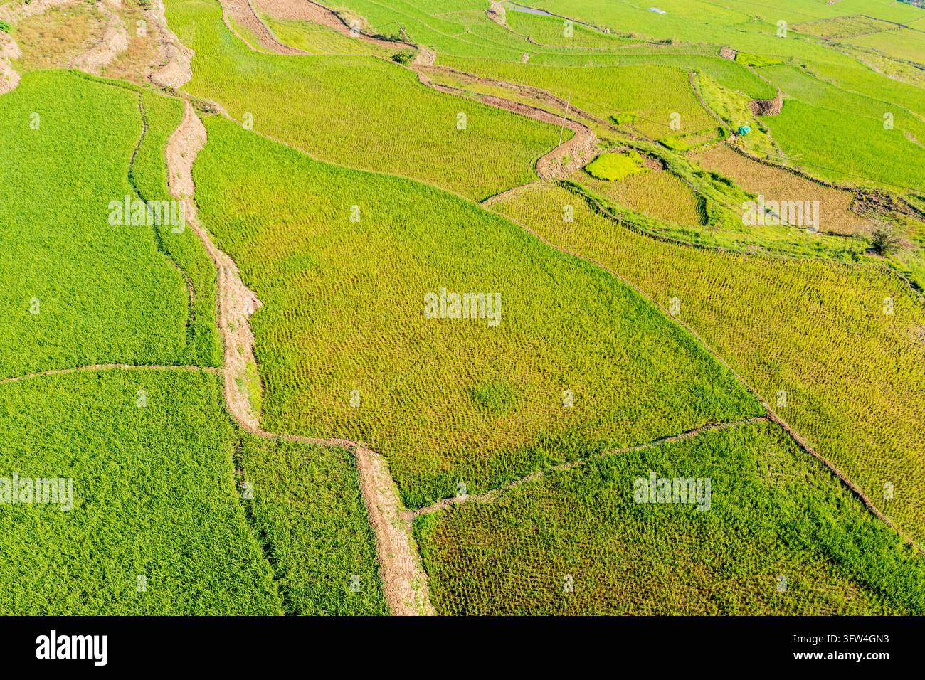 Un mosaico di terrazzamenti di riso verdi e stretti sentieri di terra crea un paesaggio agricolo a motivi vicino a Sagada. Foto Stock