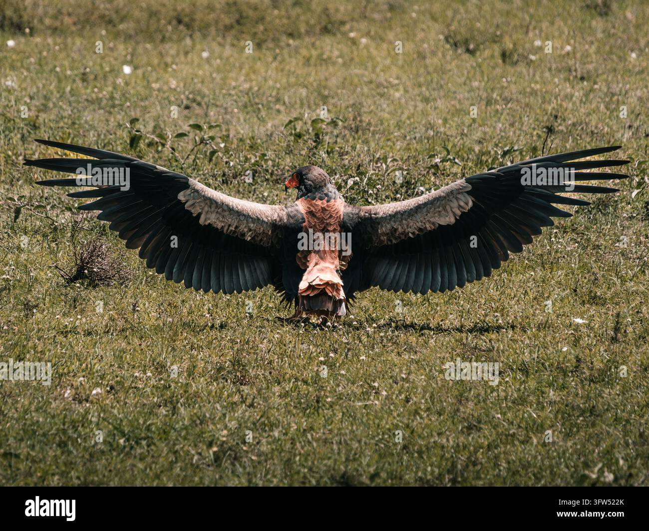 Un’aquila criadora distende le sue ali sulla prateria africana in Kenya. Foto Stock