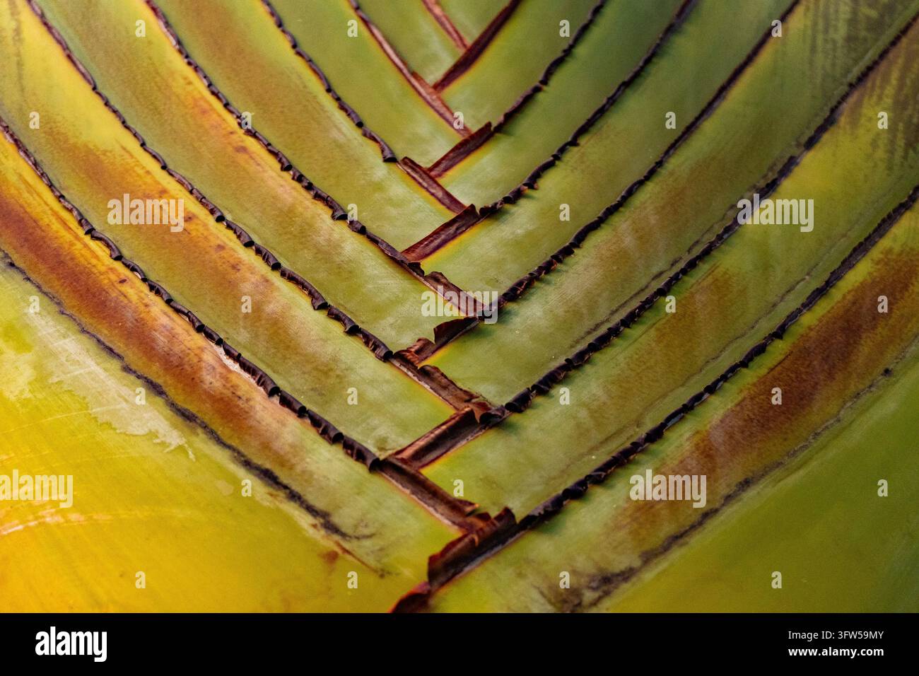 Modello astratto in primo piano della texture a forma di V dello stelo della foglia di banano Foto Stock