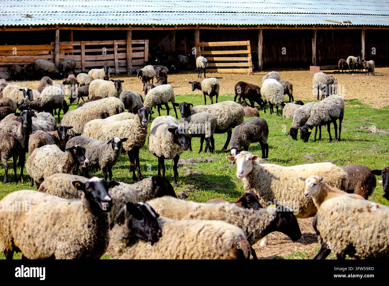Gregge di pecore che pascola sull'erba verde davanti a un fienile. Foto Stock