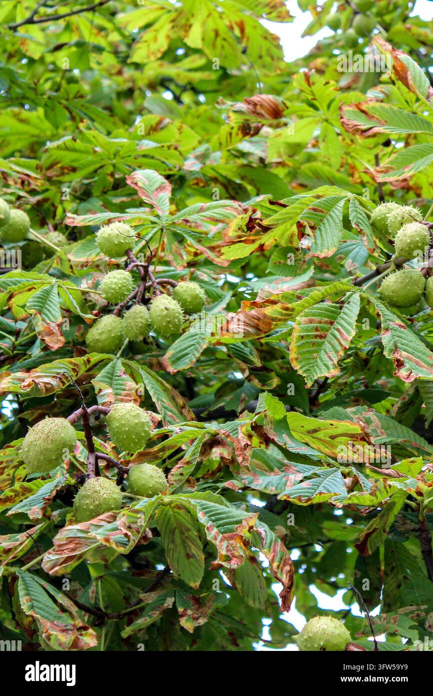 Bucce di castagni verdi che crescono su un ramo con foglie autunnali danneggiate. Foto Stock