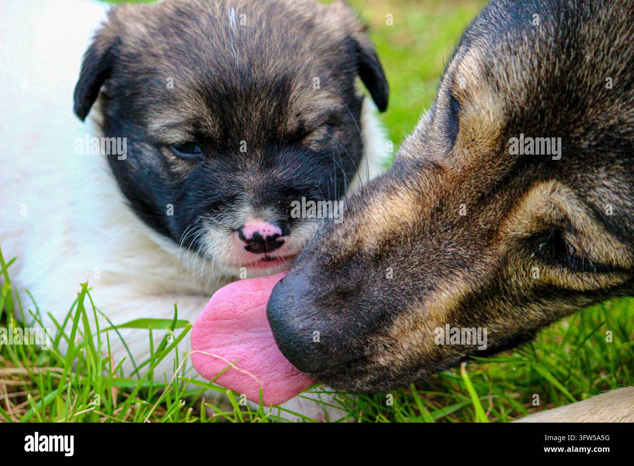 Primo piano di un cane randagio tigrato che lecca un cucciolo bianco sull'erba verde. Foto Stock