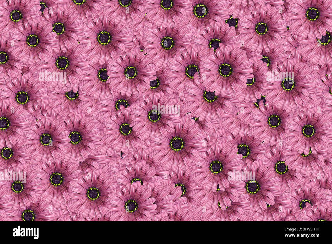 Motivo floreale di fiori di margherita rosa con centri verde scuro. Sfondo botanico decorativo con fiori fitti, petali e texture colorata. Foto Stock