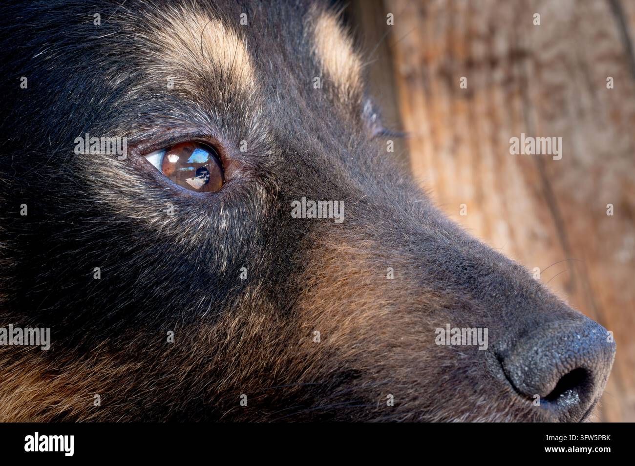 Fotografia commerciale che mostra un'inquadratura dettagliata del profilo laterale della testa e degli occhi di un cane nero. Foto Stock