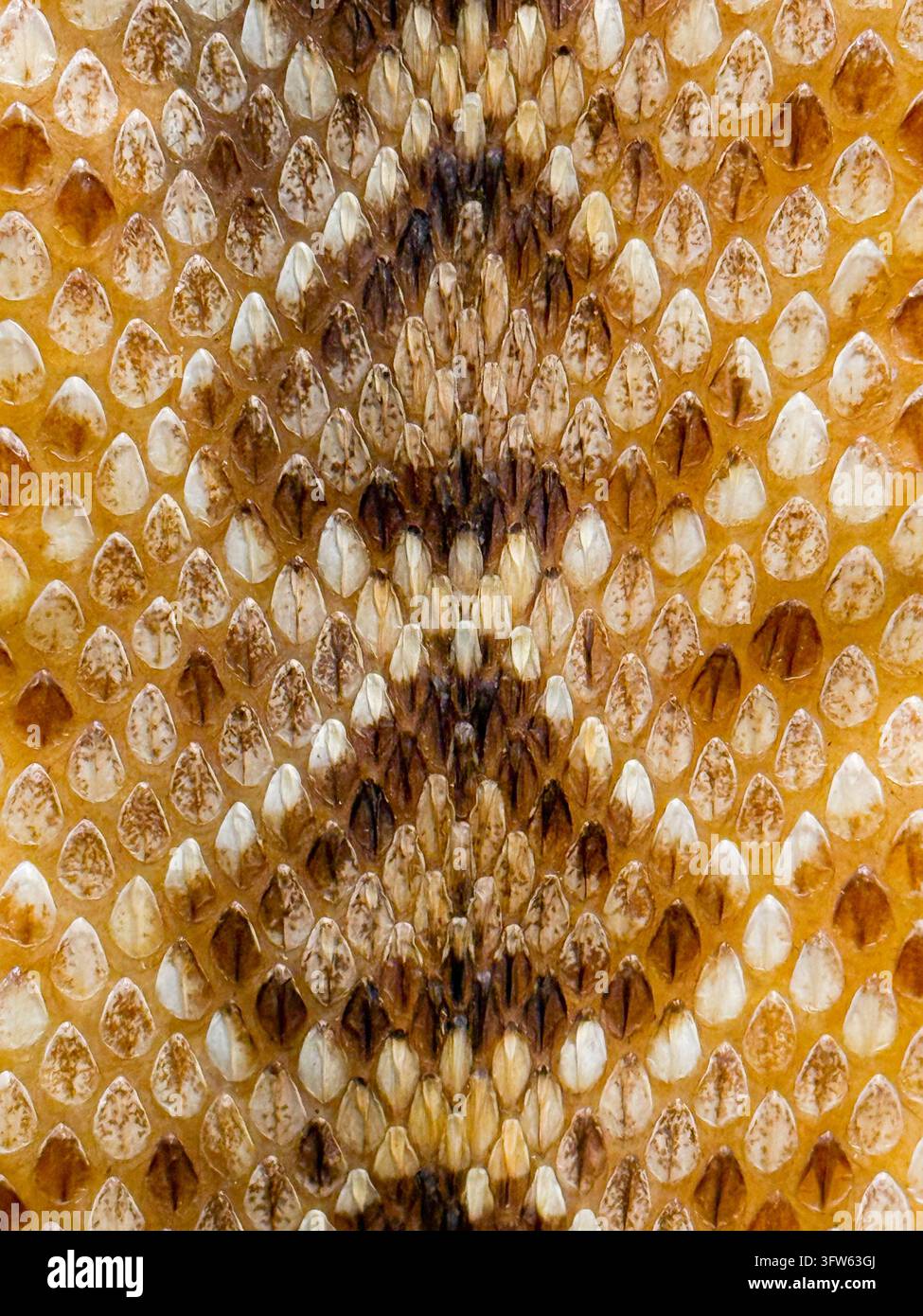 Prima vista della pelle di serpente a sonagli Foto Stock