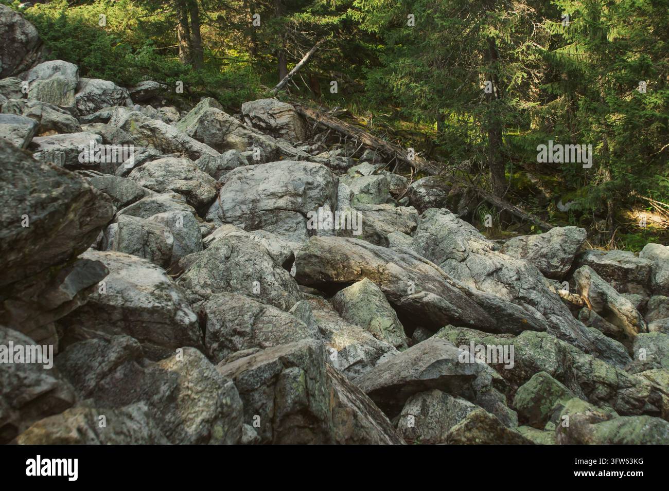 Un cumulo caotico di grandi rocce grigie e massi. Su alcune pietre sono visibili macchie di muschio e licheni. Dietro le rocce, una densa conifera verde scuro Foto Stock