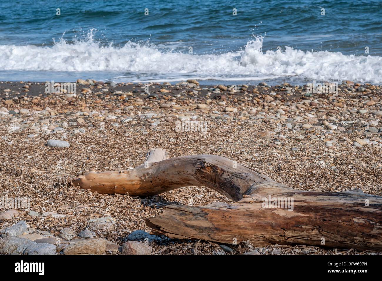 Un tronco d'albero abbandonato sulla spiaggia scura di Topinetti, Isola d'Elba, Italia Foto Stock