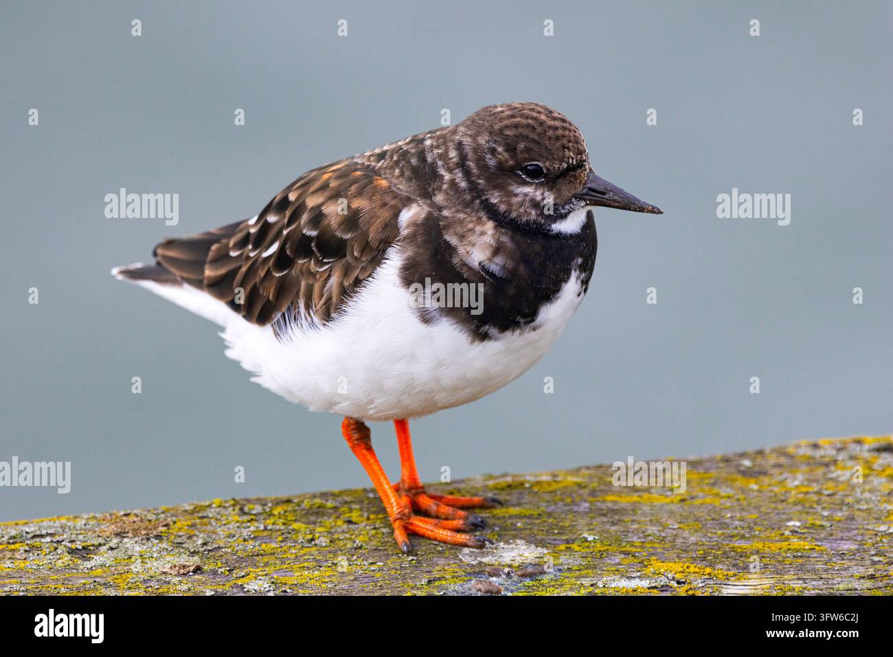 Il pivier è un piccolo e delicato uccello wader che visita le coste del Regno Unito per l'inverno. Questi migratori si riproducono lontano a nord in Scandinavia Foto Stock
