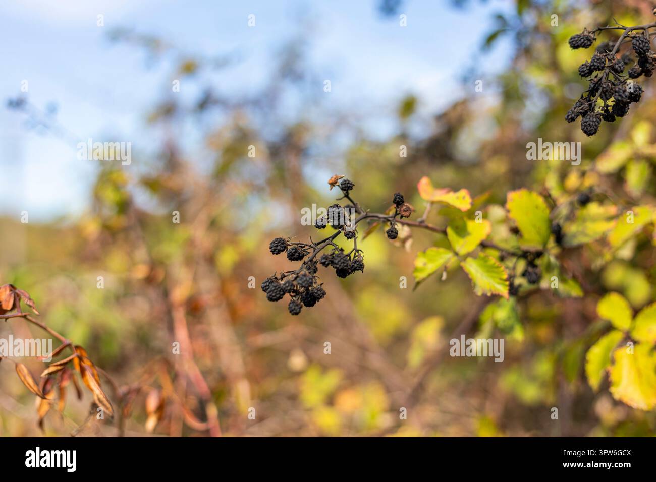 Albania, Bajza : Primo piano di more secche su un ramo spinoso all'aperto, prospettiva verticale. Foto Stock