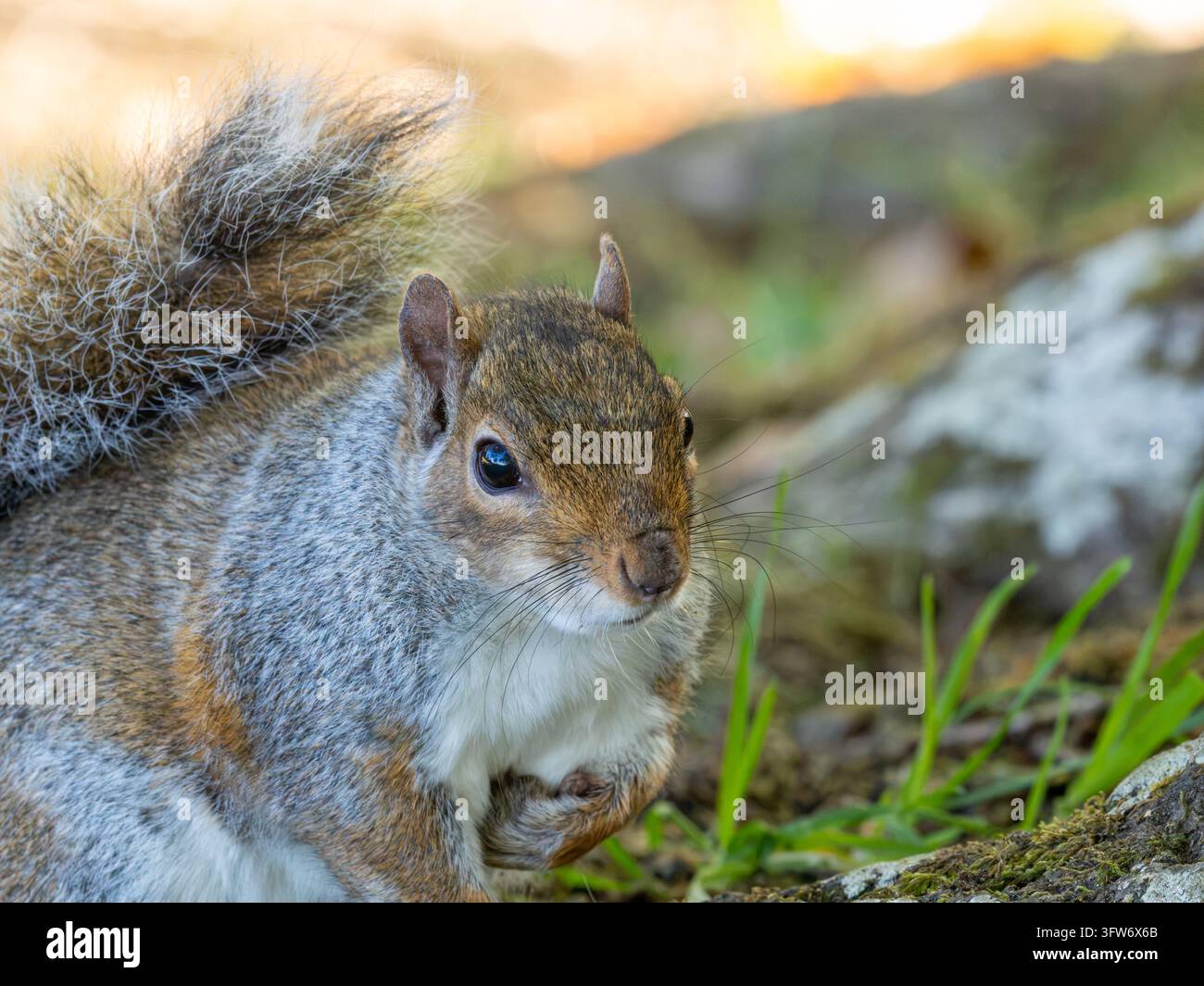Primo piano di uno scoiattolo grigio (Sciurus carolinensis), Inghilterra, Regno Unito Foto Stock